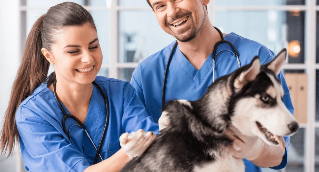 two young veterinarians with a husky