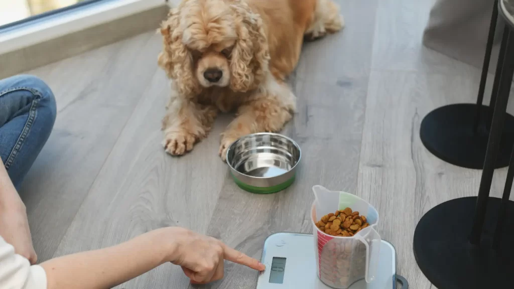 Tips for First-Time Pet Owners Provide a Healthy Diet