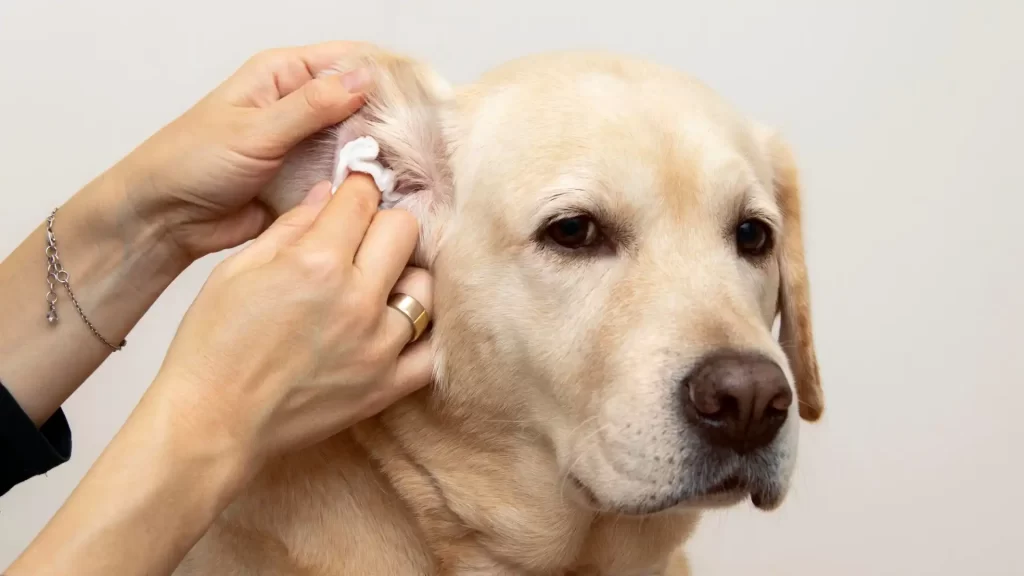 Pet Grooming, Pet ear cleanig