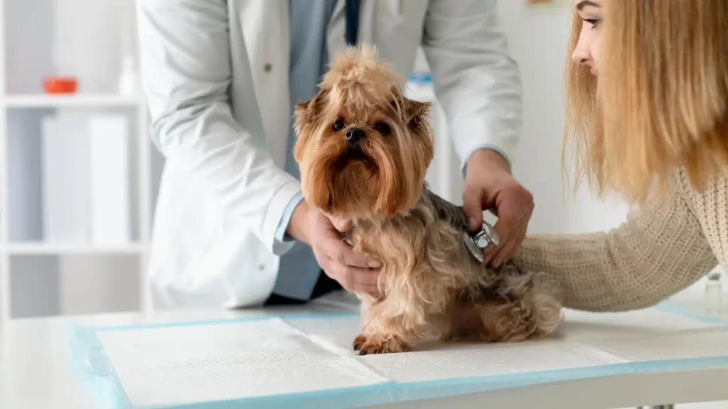 Tips for First-Time Pet Owners Schedule Regular Veterinary Check-Ups