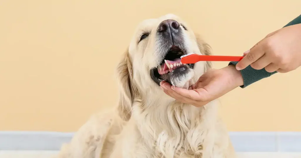 Dog Dental Care_ Brushing Your Dog's Teeth
