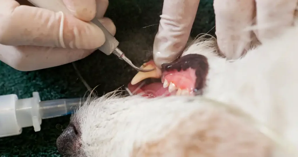 Dog Dental Care_ Professional Dental Cleanings